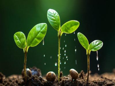 L'effet de l'acide humique sur l'amélioration des sols