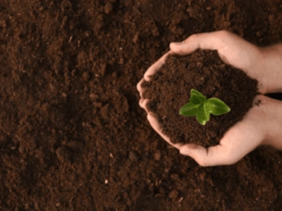 L'effet de l'acide humique sur l'amélioration des sols - action chimique