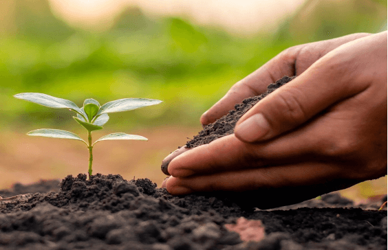 L'effet d'amélioration de l'acide humique sur le sol - effet physique.jpg