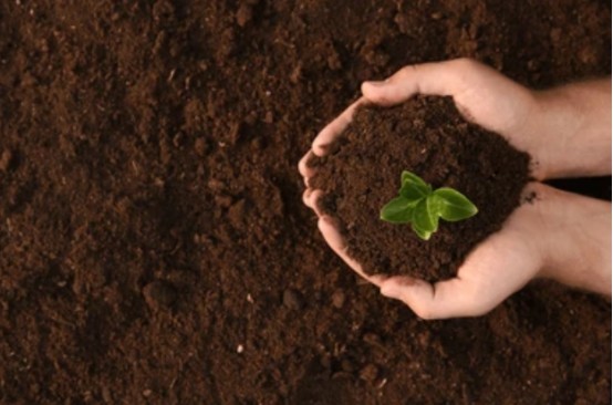 L'effet d'amélioration de l'acide humique sur le sol - effet chimique.jpg