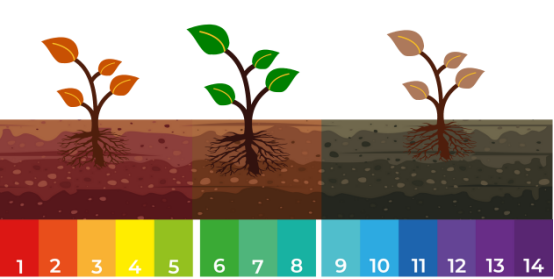 L'effet d'amélioration de l'acide humique sur le sol - effet chimique.jpg