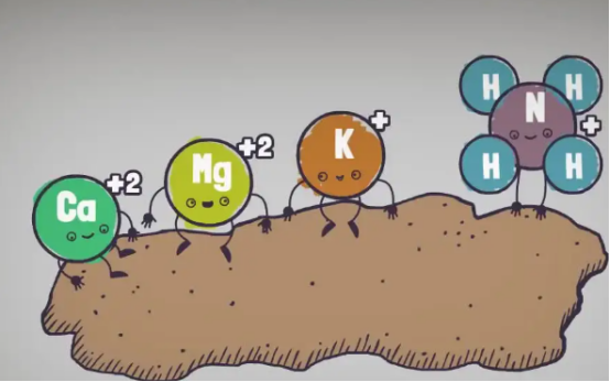 L'effet d'amélioration de l'acide humique sur le sol - effet chimique.jpg