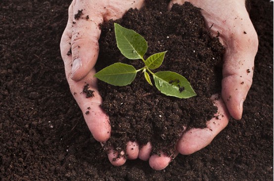 L'effet d'amélioration de l'acide humique sur le sol - effet chimique.jpg