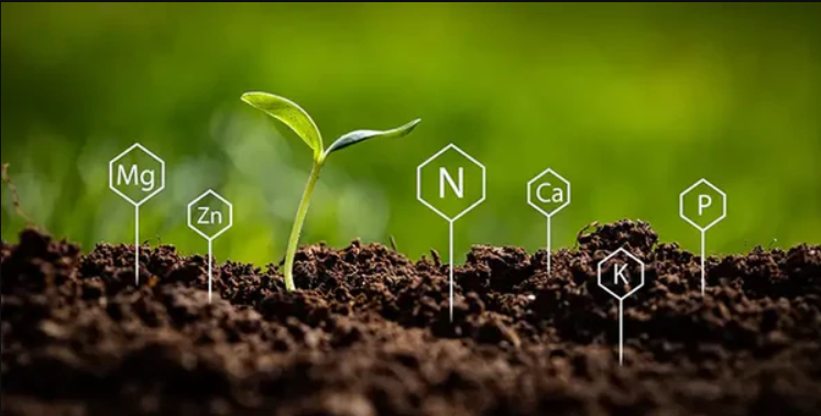 Activation et stockage des nutriments.jpg