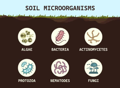 Effets biologiques.jpg