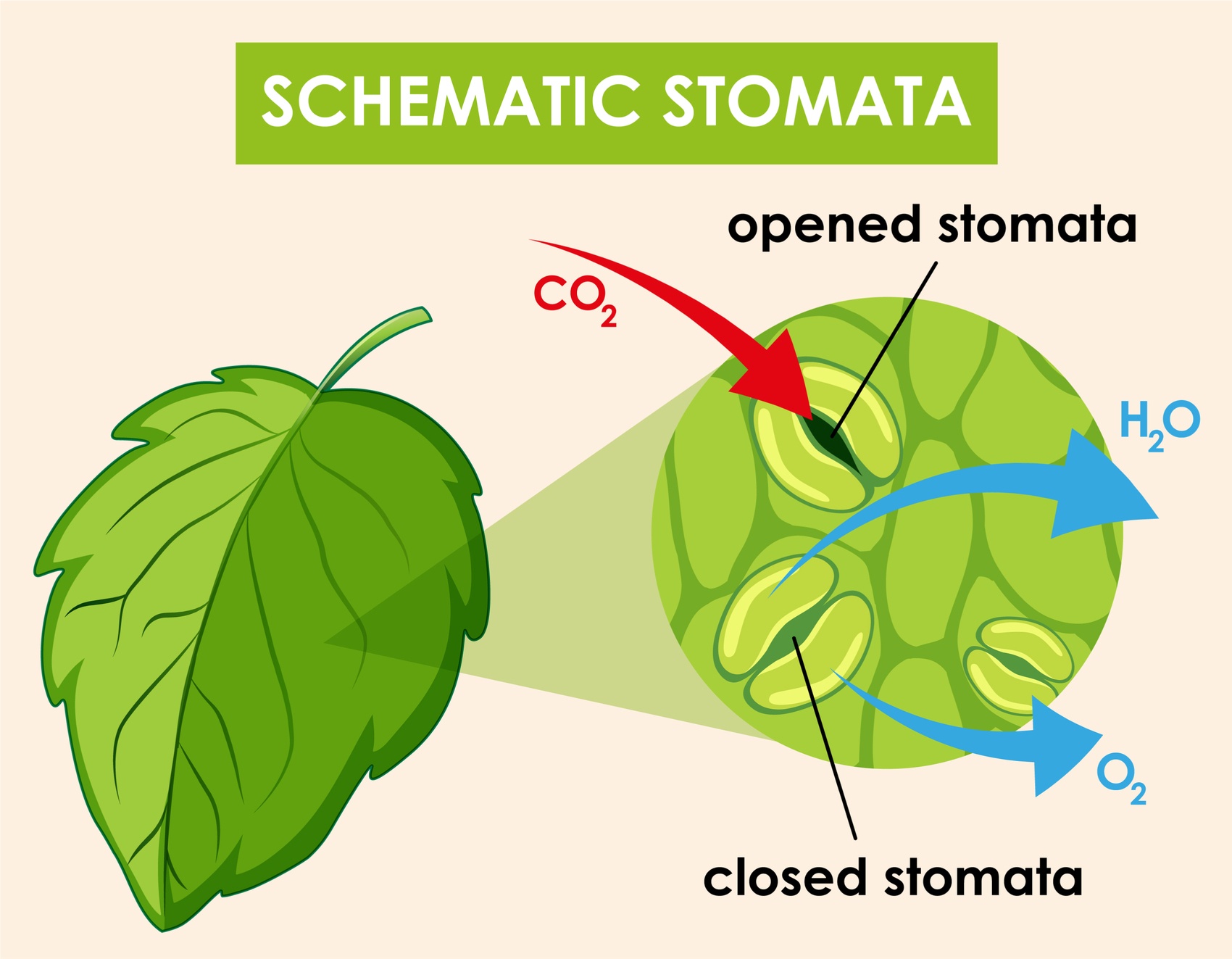 L'effet promoteur de l'acide fulvique sur la croissance des plantes et son application dans la production agricole.jpg