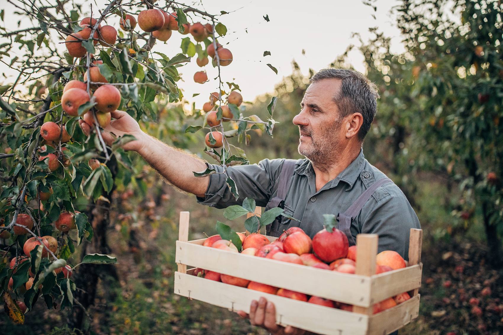 L'effet promoteur de l'acide fulvique sur la croissance des plantes et son application dans la production agricole.jpg