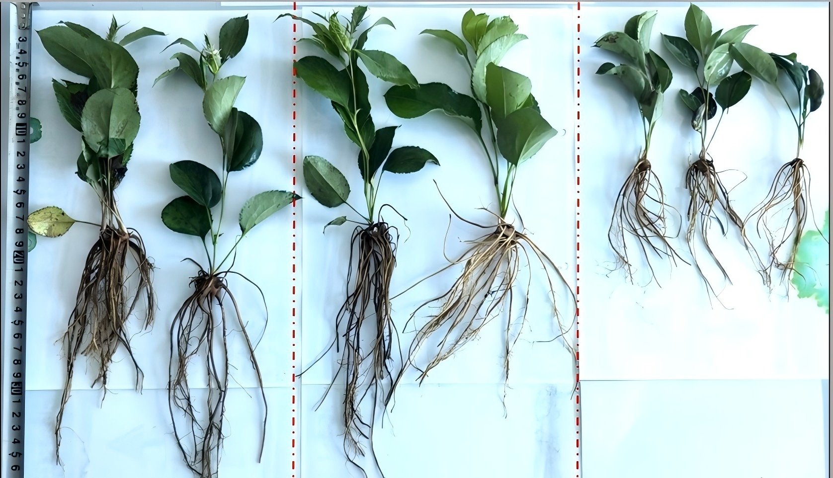L'effet promoteur de l'acide fulvique sur la croissance des plantes et son application dans la production agricole.jpg