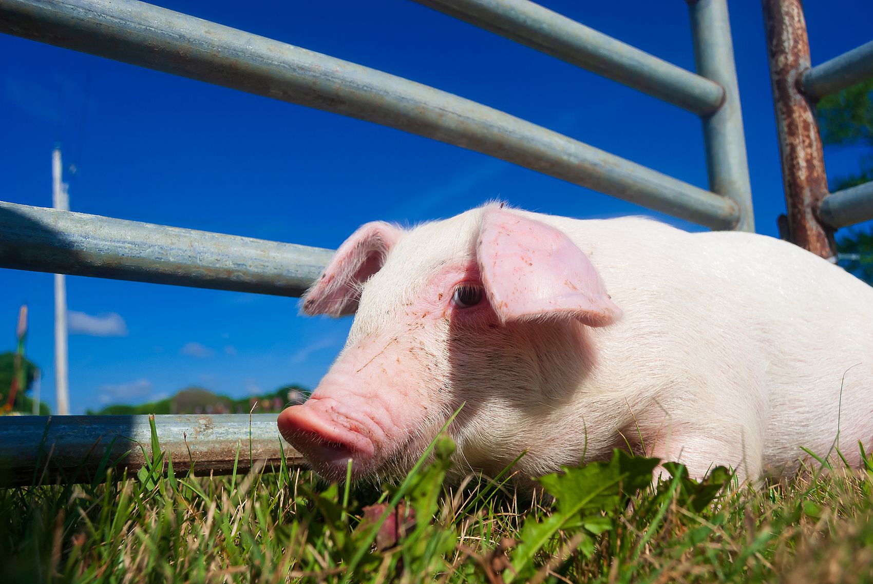 Chine Flocons d'humate de sodium de haute qualité avec livraison sécurisée.jpg