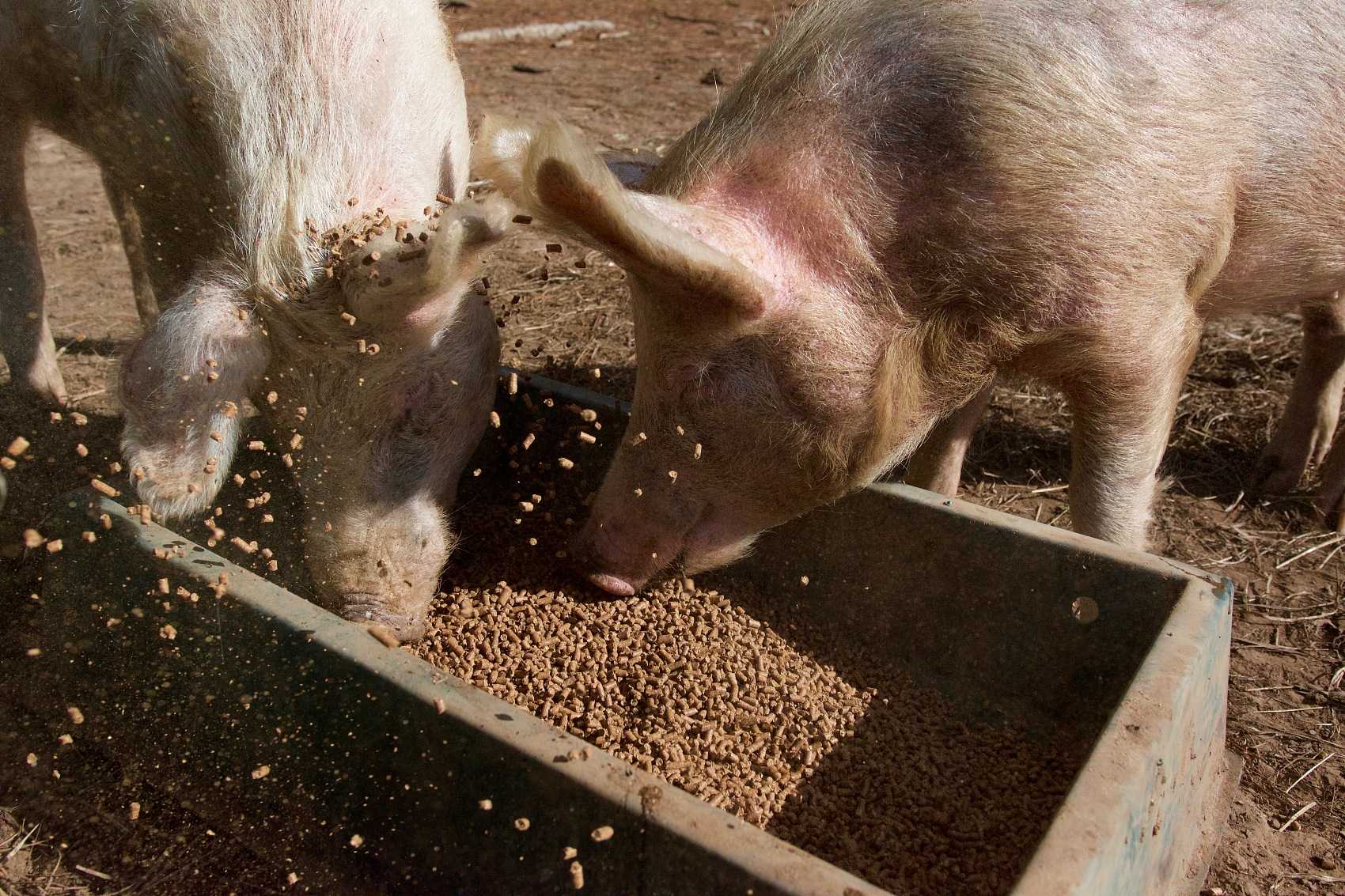 Application de sodium Humate dans l'agriculture.jpg