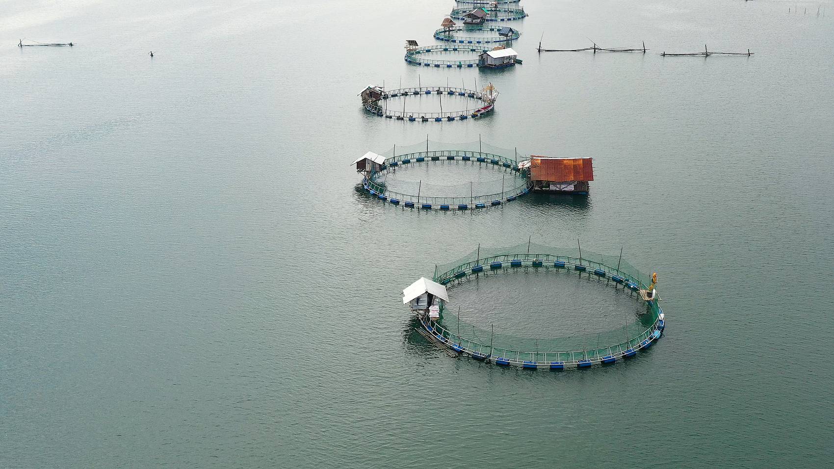 Application de sodium Humate dans l'agriculture.jpg